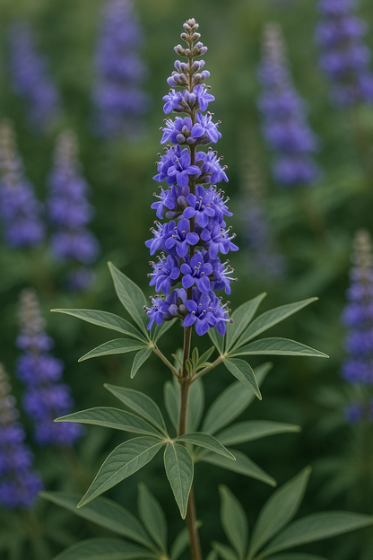 Chasteberry (Vitex) (Hydrolate)