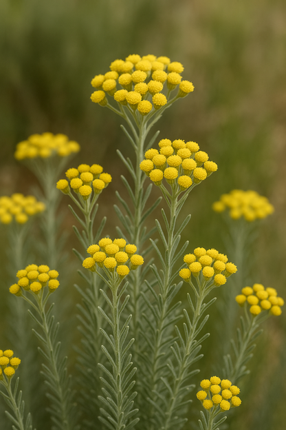 Immortelle (Hydrolate)